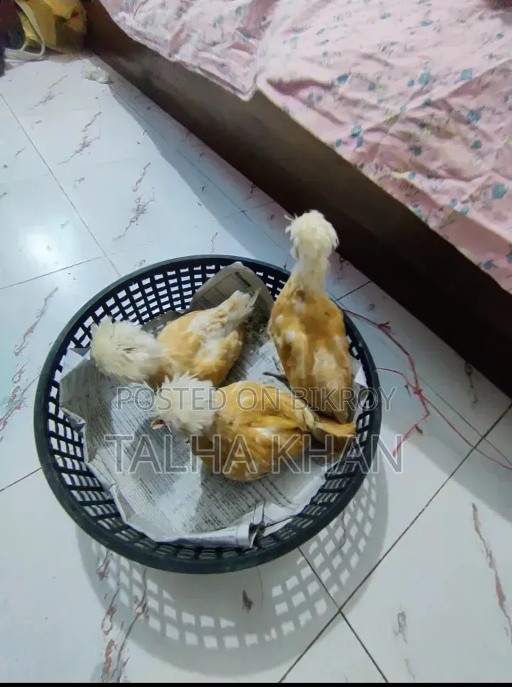 বাফ পালিশ ক্যাপ সৌখিন মুরগি ,১ মেইল ২ ফিমেল