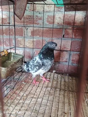 Pakistani Teddy Maya Pigeon