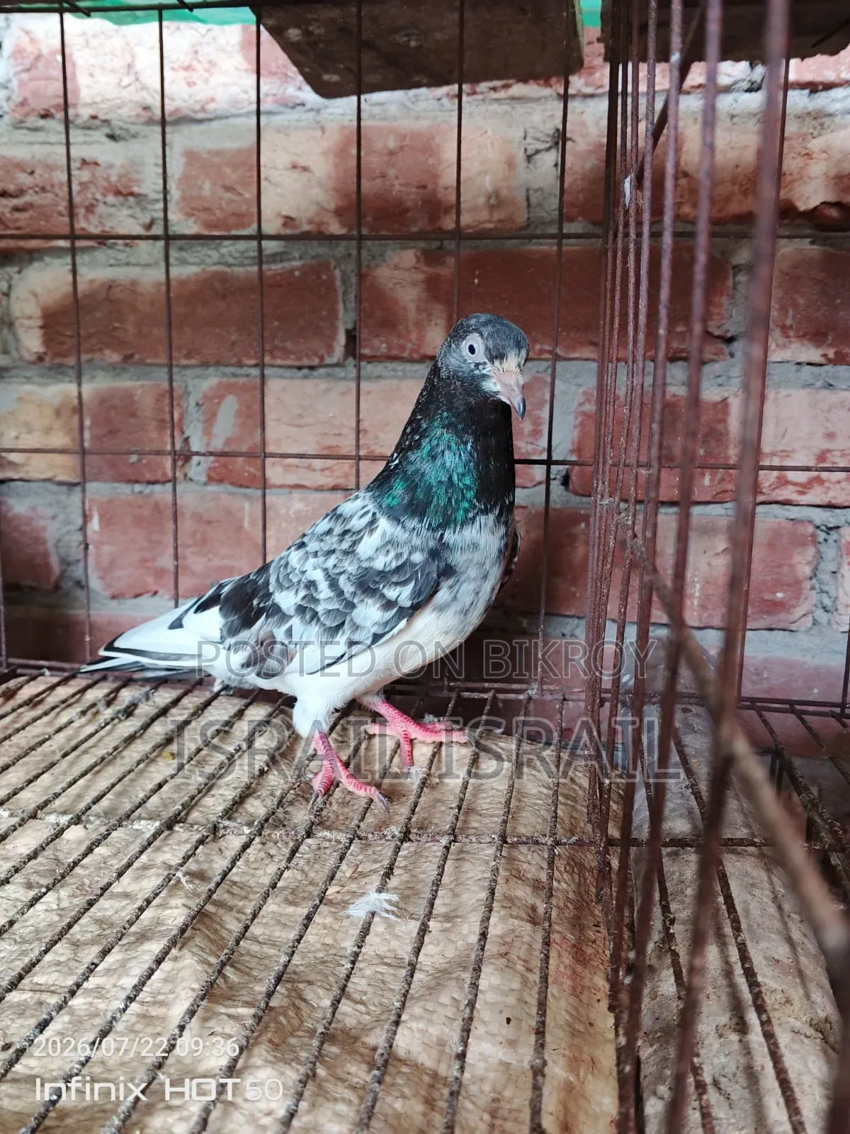 Pakistani Teddy Maya Pigeon