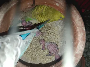 Budgerigars with Full Setup