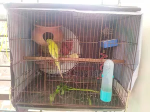 বাজিগার পাখি