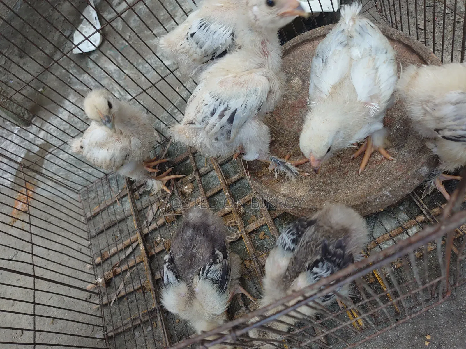 Brahma Chickens