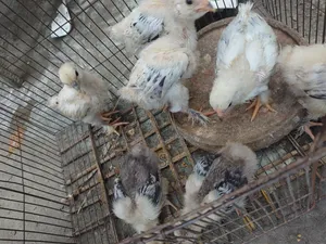 Brahma Chicken Chicks
