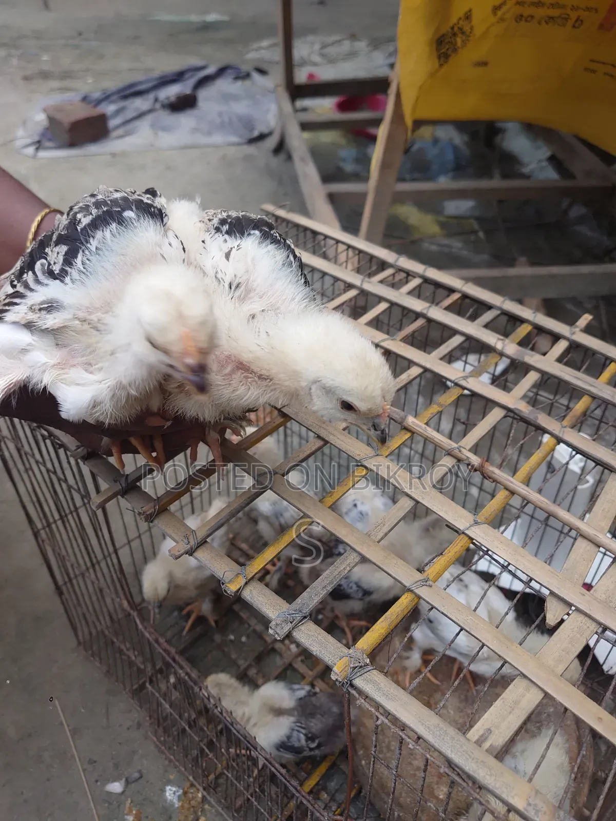 Brahma Chickens