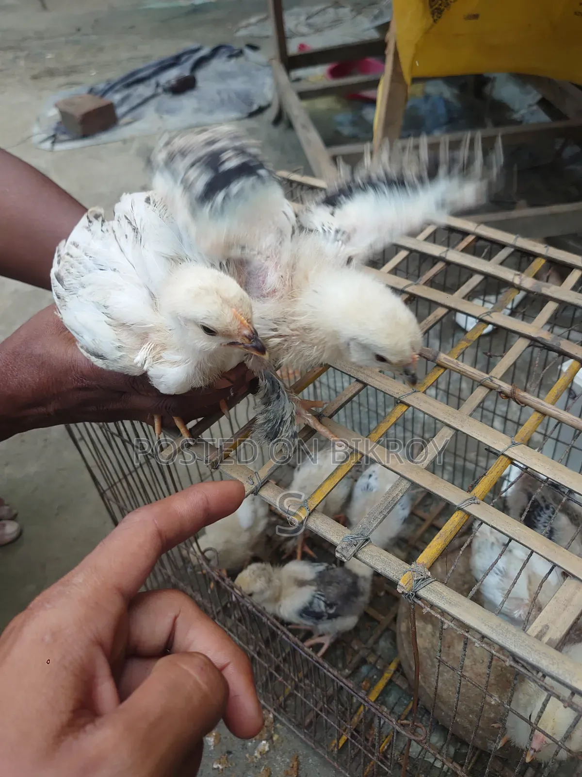 Brahma Chickens