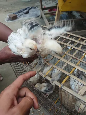 Brahma Chickens