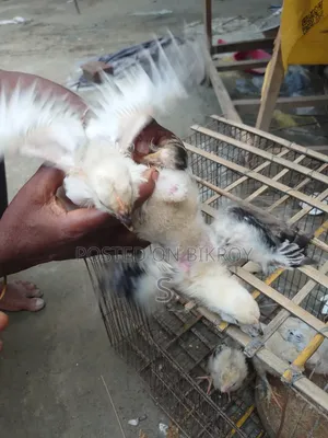 Brahma Chickens
