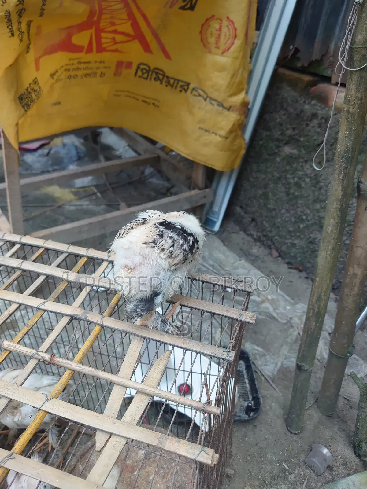 Brahma Chickens
