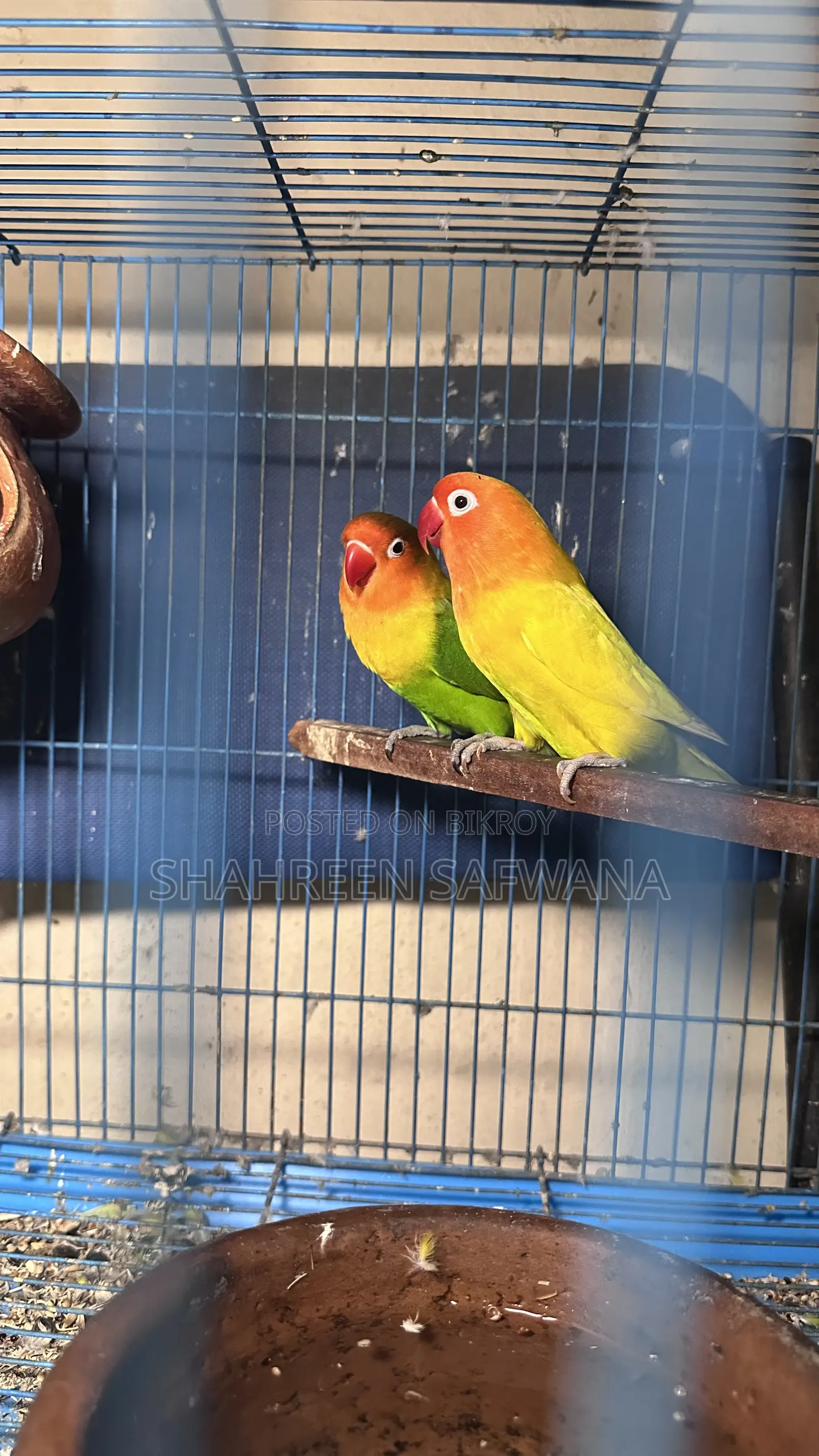 Love Birds