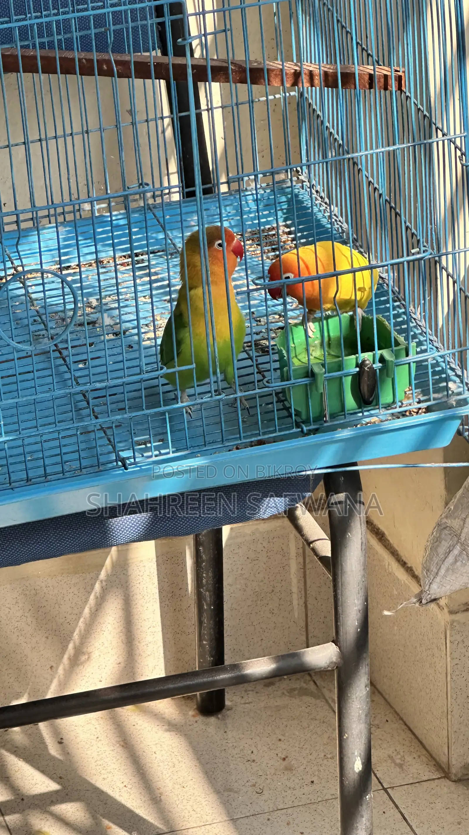 Love Birds