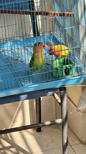 Love Birds