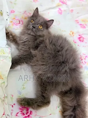 1+ Year Male Purebred Persian