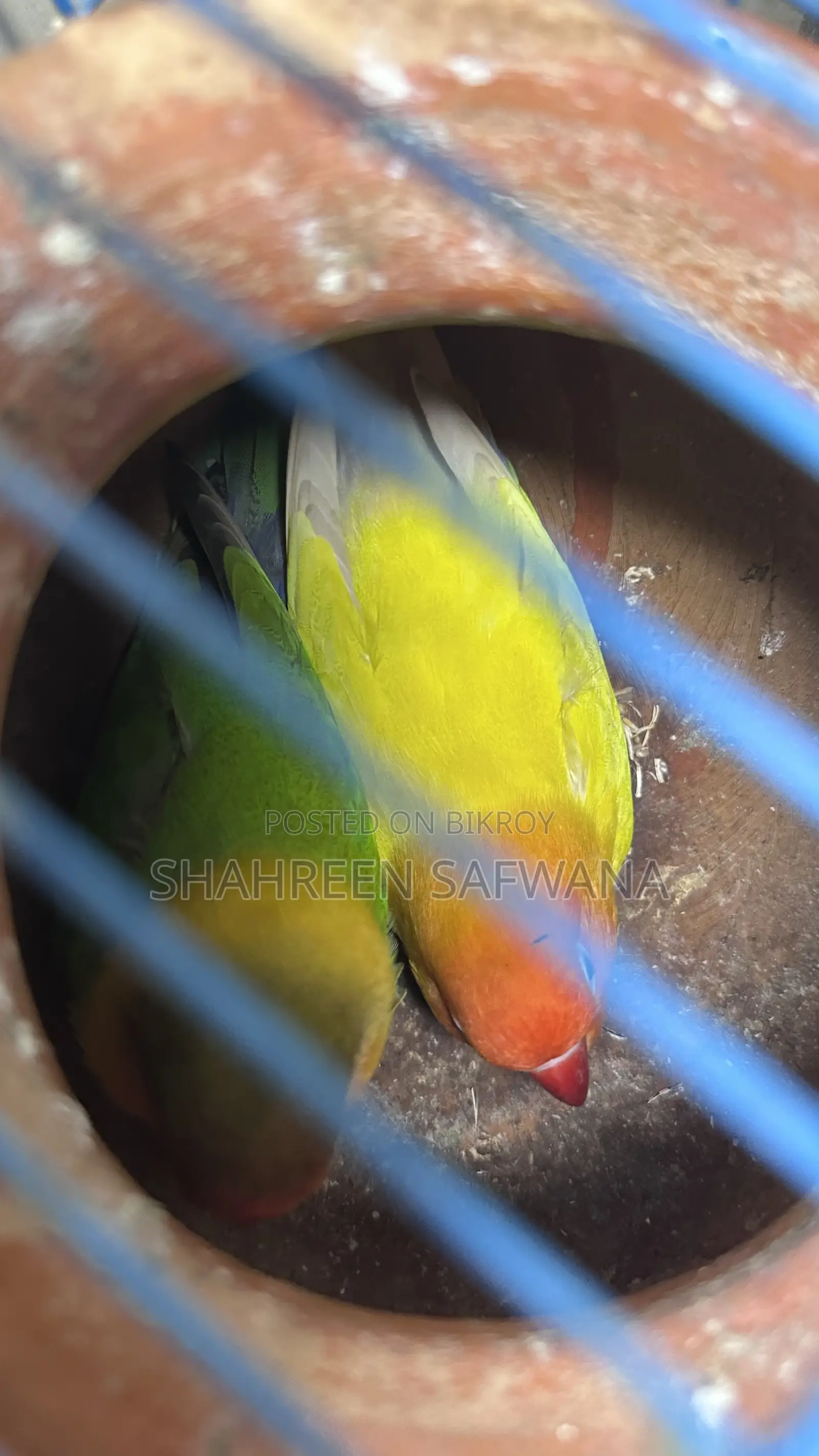 Love Birds