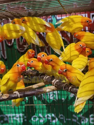 লাভবার্ডস পাখি নিউ অ্যাডাল্ট