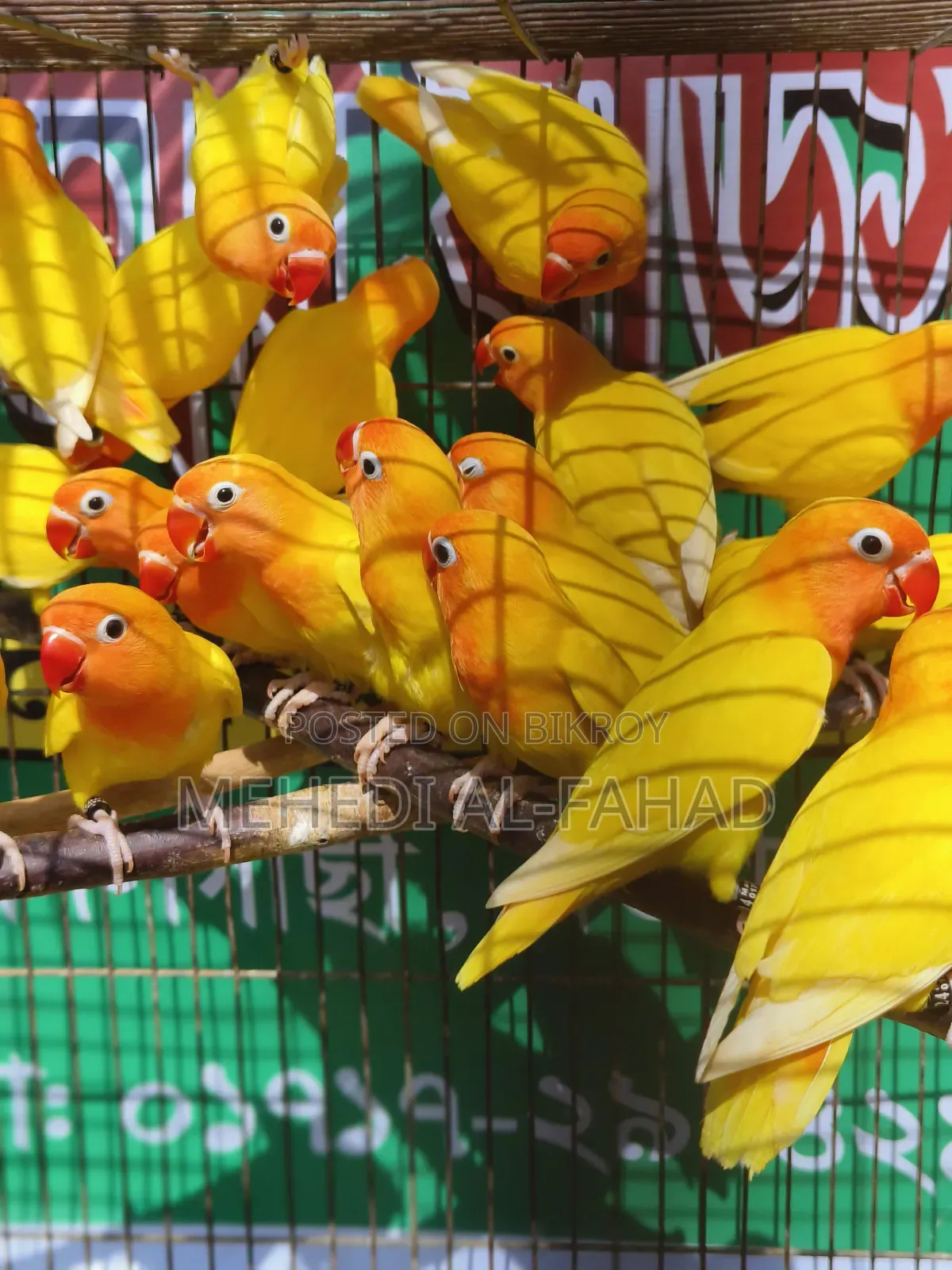 লাভবার্ডস পাখি নিউ অ্যাডাল্ট