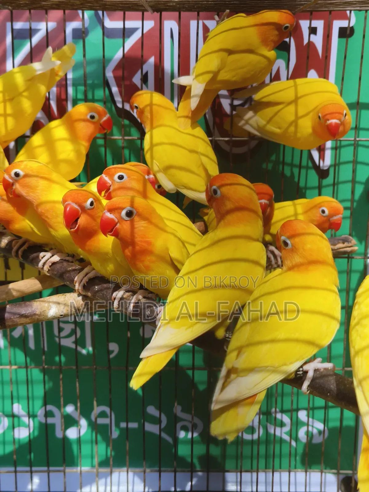 লাভবার্ডস পাখি নিউ অ্যাডাল্ট