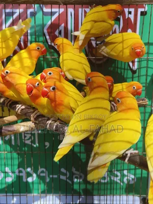 লাভবার্ডস পাখি নিউ অ্যাডাল্ট