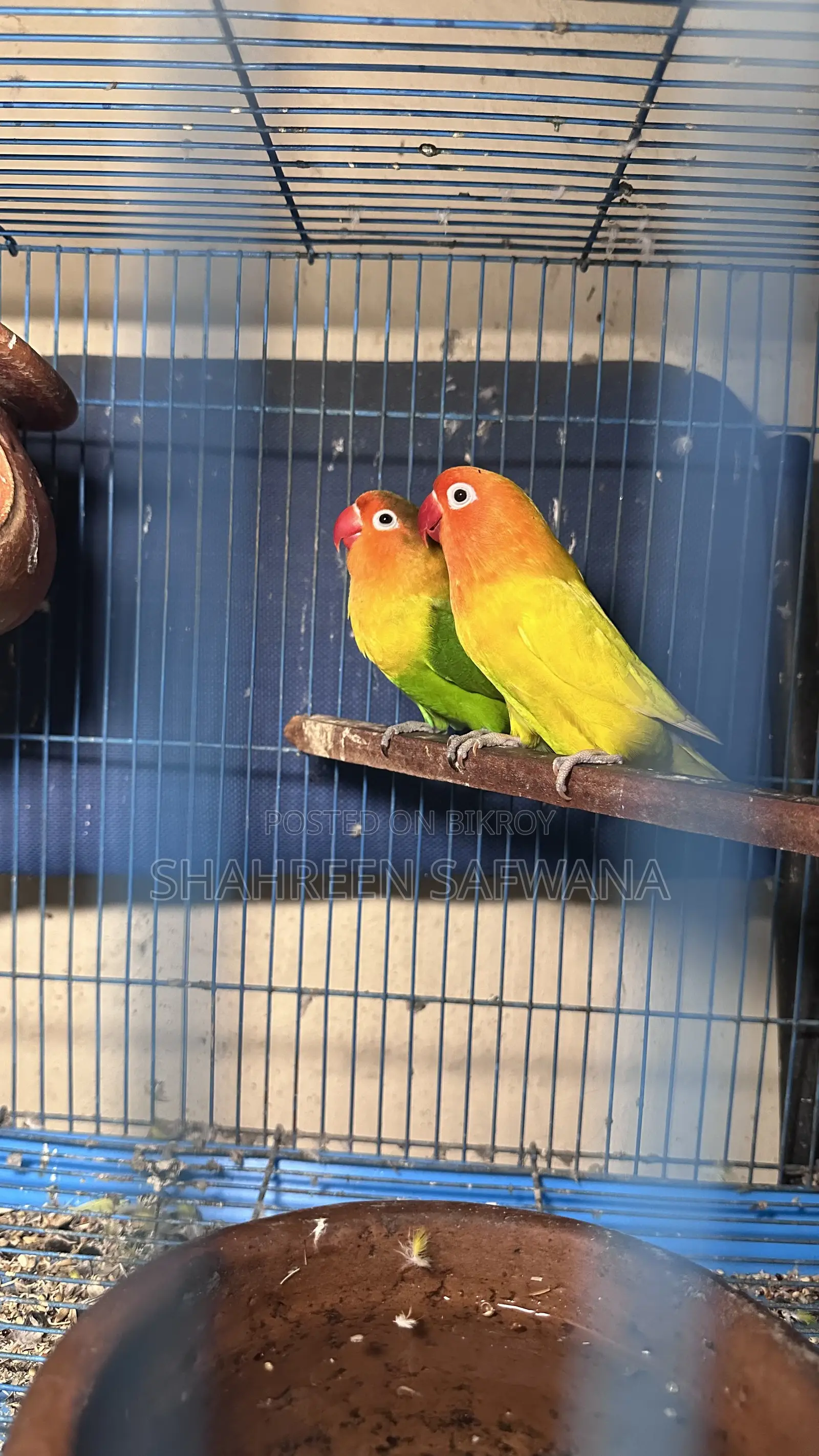 Love Birds