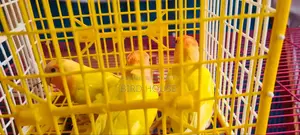 Lovebird for Sale