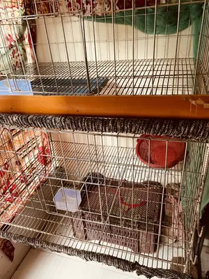 Chicken cage. 16-piece chicken cage. 24/36 height 18, 10-gauge wire