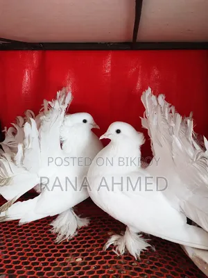 লক্ষা মাস্টার রানিং পেয়ার