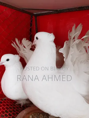 লক্ষা মাস্টার রানিং পেয়ার