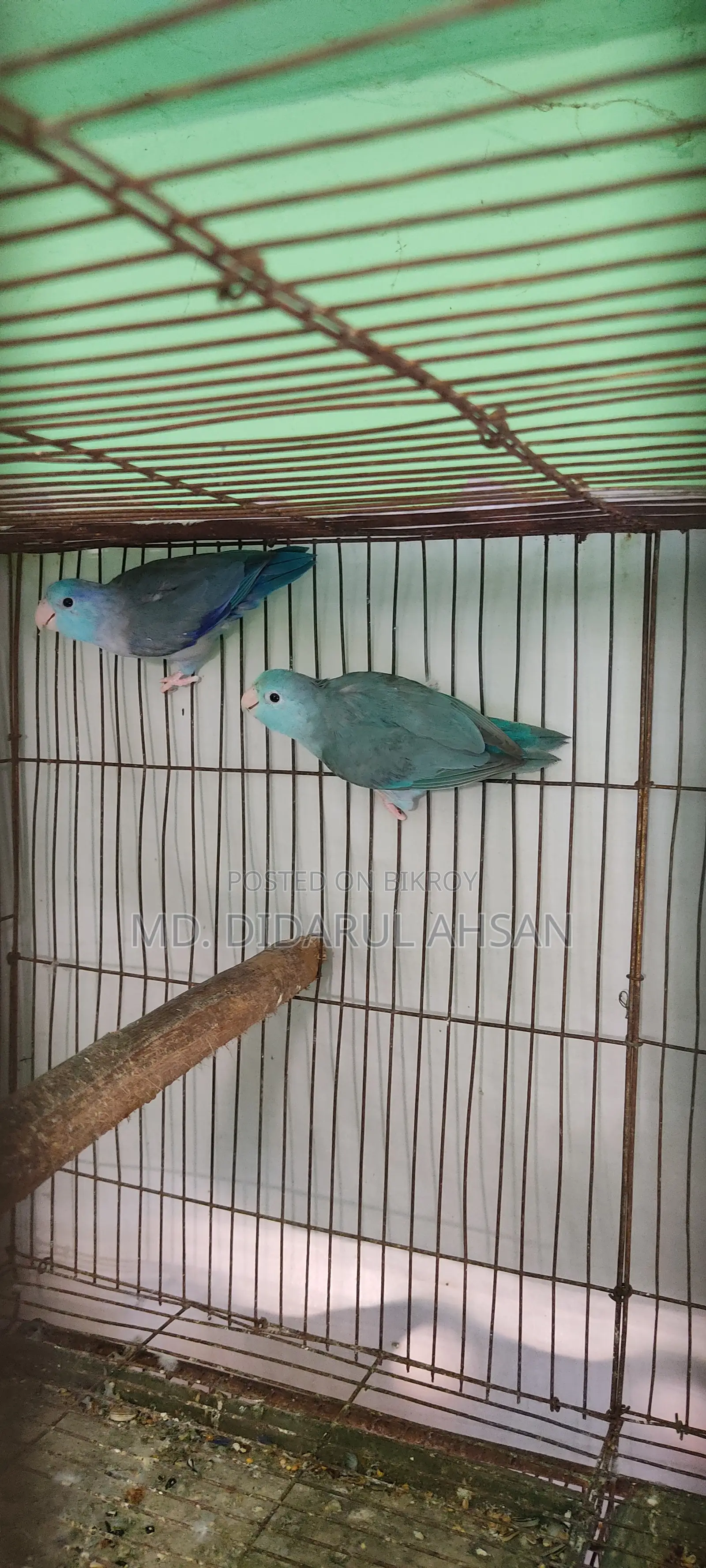 ফরপাস স্প্লিট পেয়ার