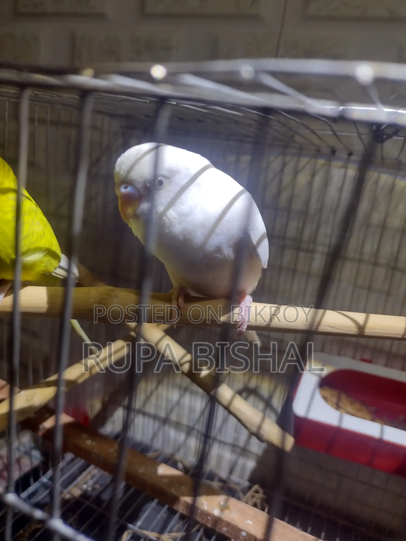 Bredding Pair of Budgie