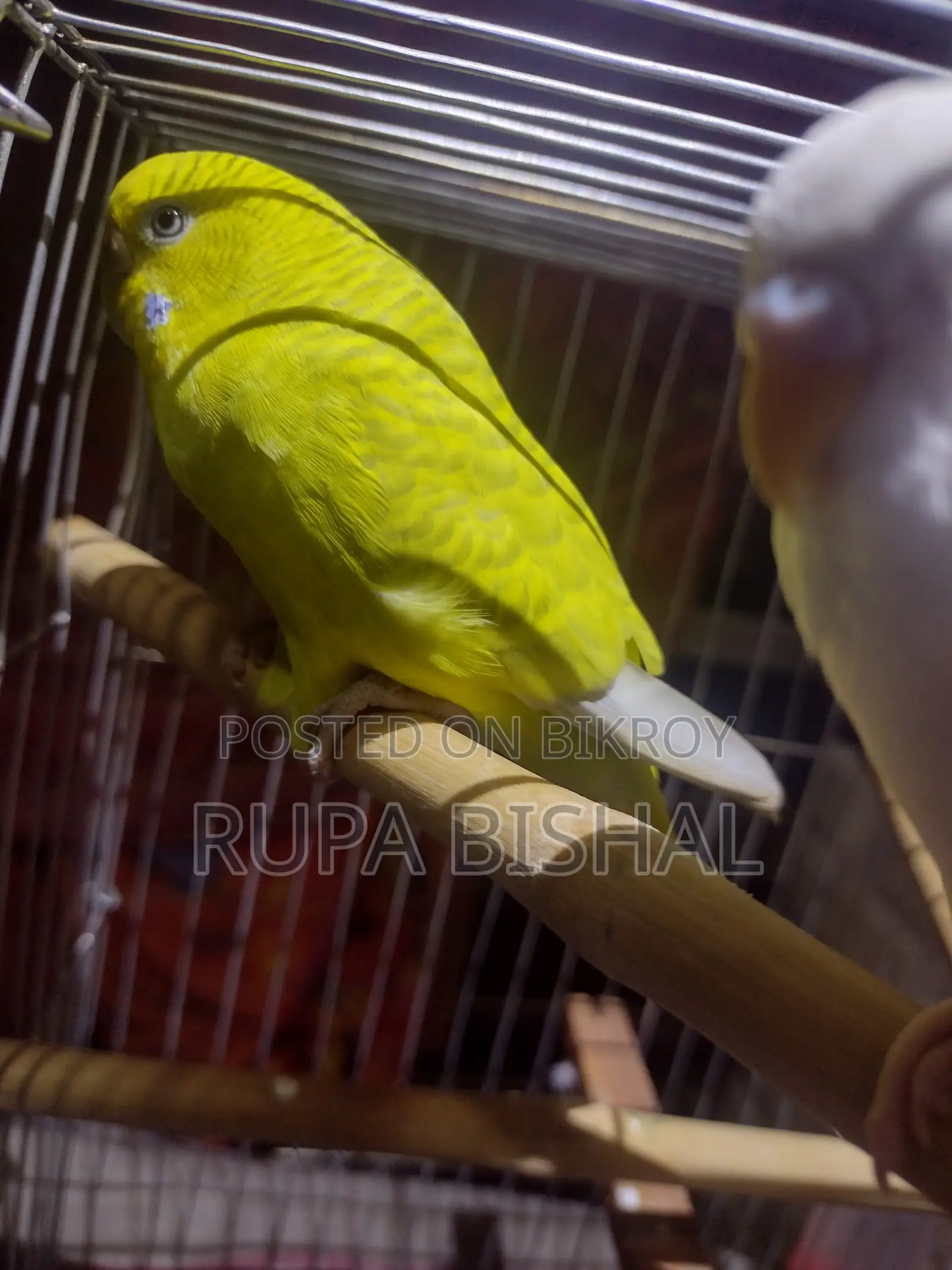 Bredding Pair of Budgie