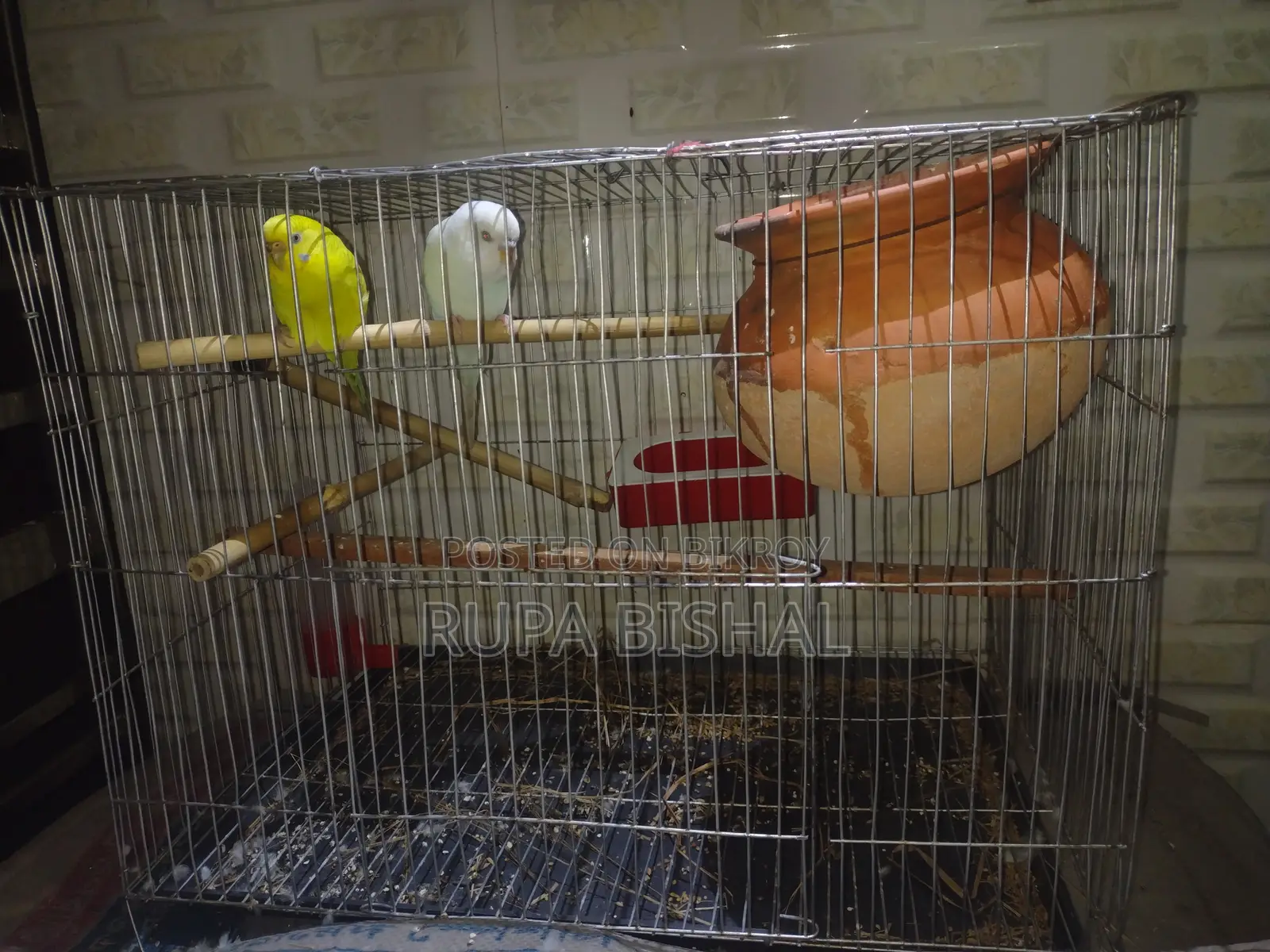 Bredding Pair of Budgie