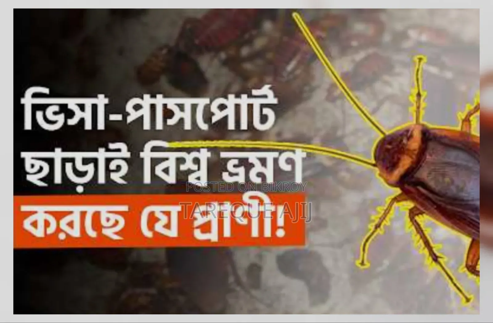Cockroach Killing Medicine