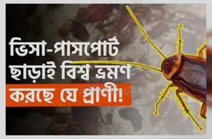Cockroach Killing Medicine