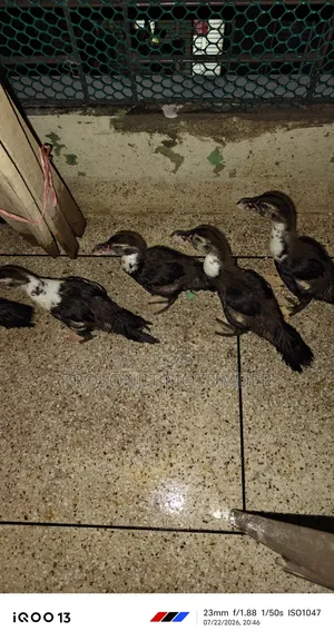 2-Month-Old Ducklings