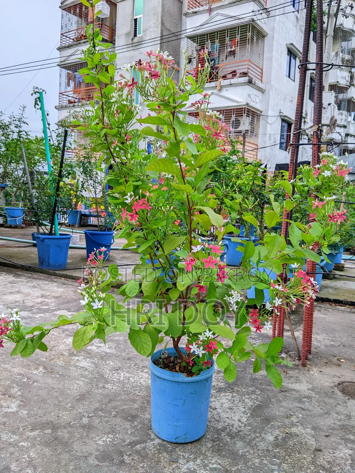 Madhubilota Plant Sell