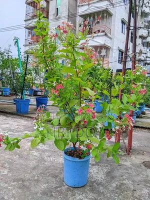 Madhubilota Plant Sell