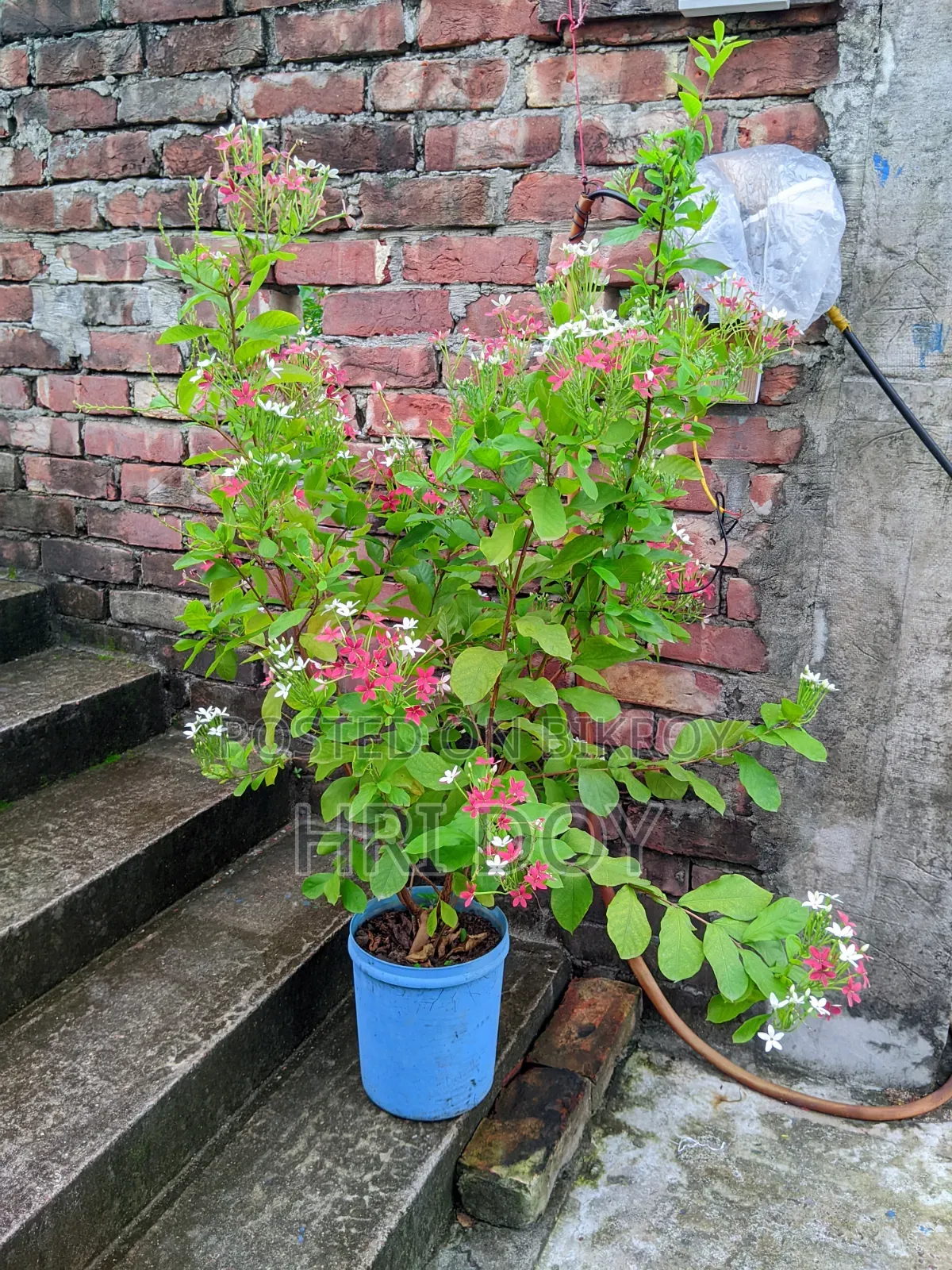 Madhubilota Plant Sell