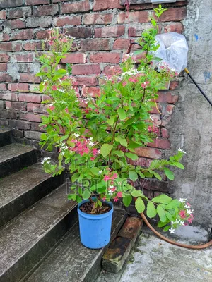 Madhubilota Plant Sell