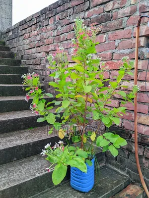 Madhubilota Plant Sell