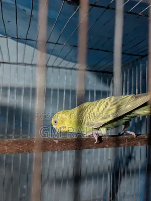 হেলদি অ্যাক্টিভ হোম ব্রিড বার্ড