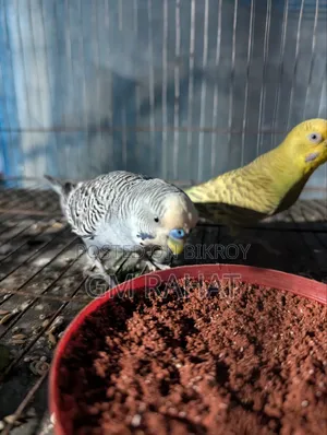 হেলদি অ্যাক্টিভ হোম ব্রিড বার্ড