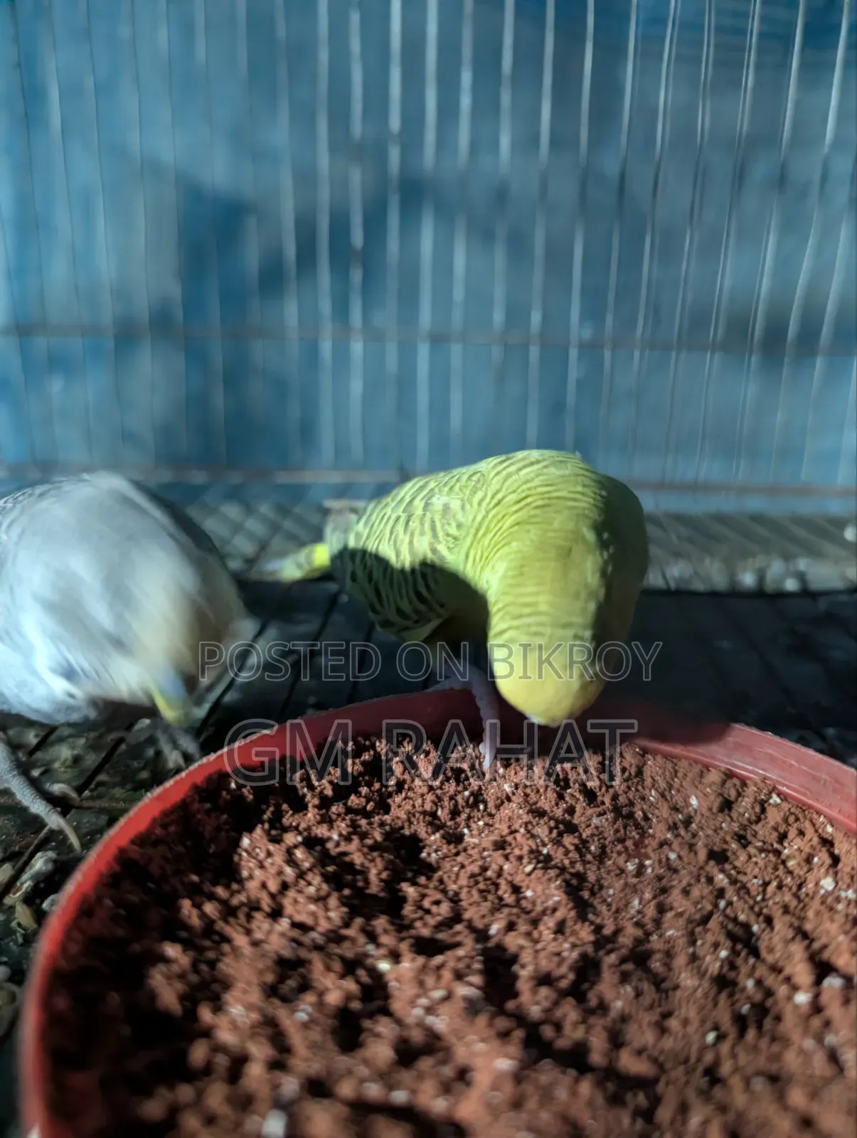 হেলদি অ্যাক্টিভ হোম ব্রিড বার্ড