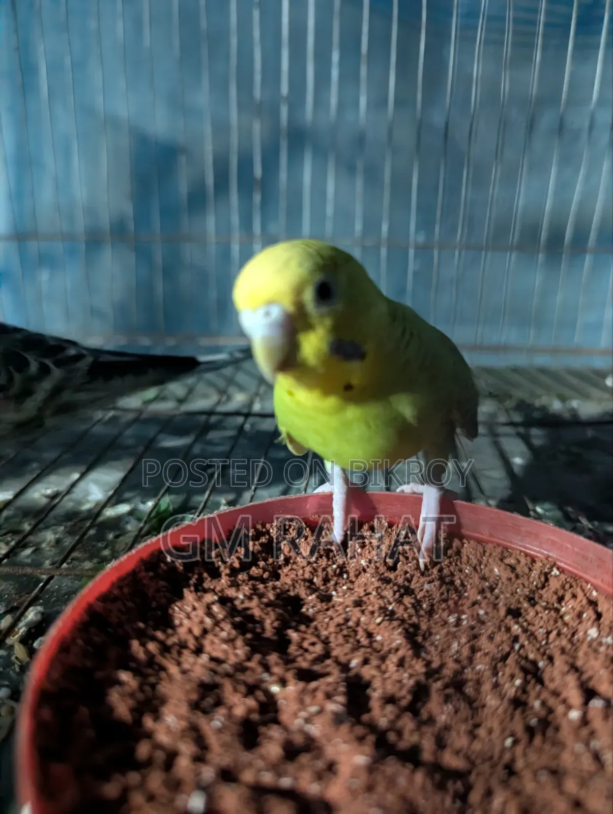হেলদি অ্যাক্টিভ হোম ব্রিড বার্ড