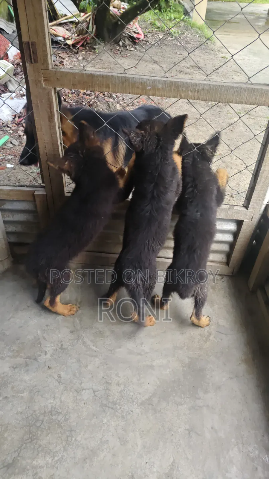 3-6 Months Female Purebred Airedale Terrier