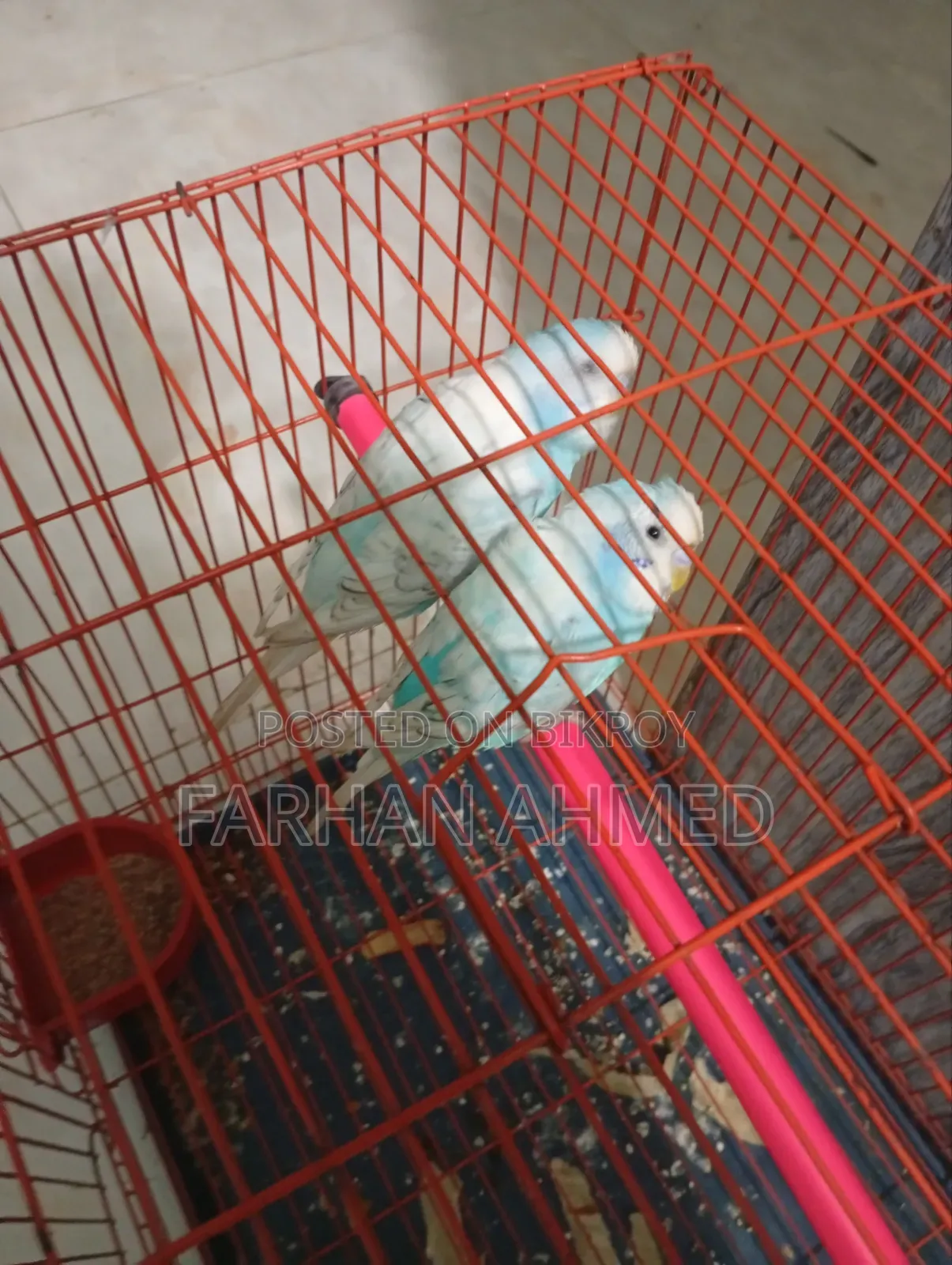 বার্ড রানিং পেয়ার উইথ কেজ