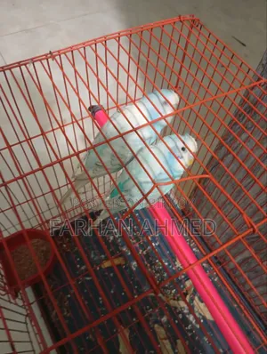 বার্ড রানিং পেয়ার উইথ কেজ