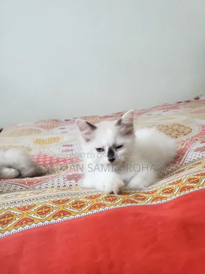 1-3 Months Male Purebred Persian