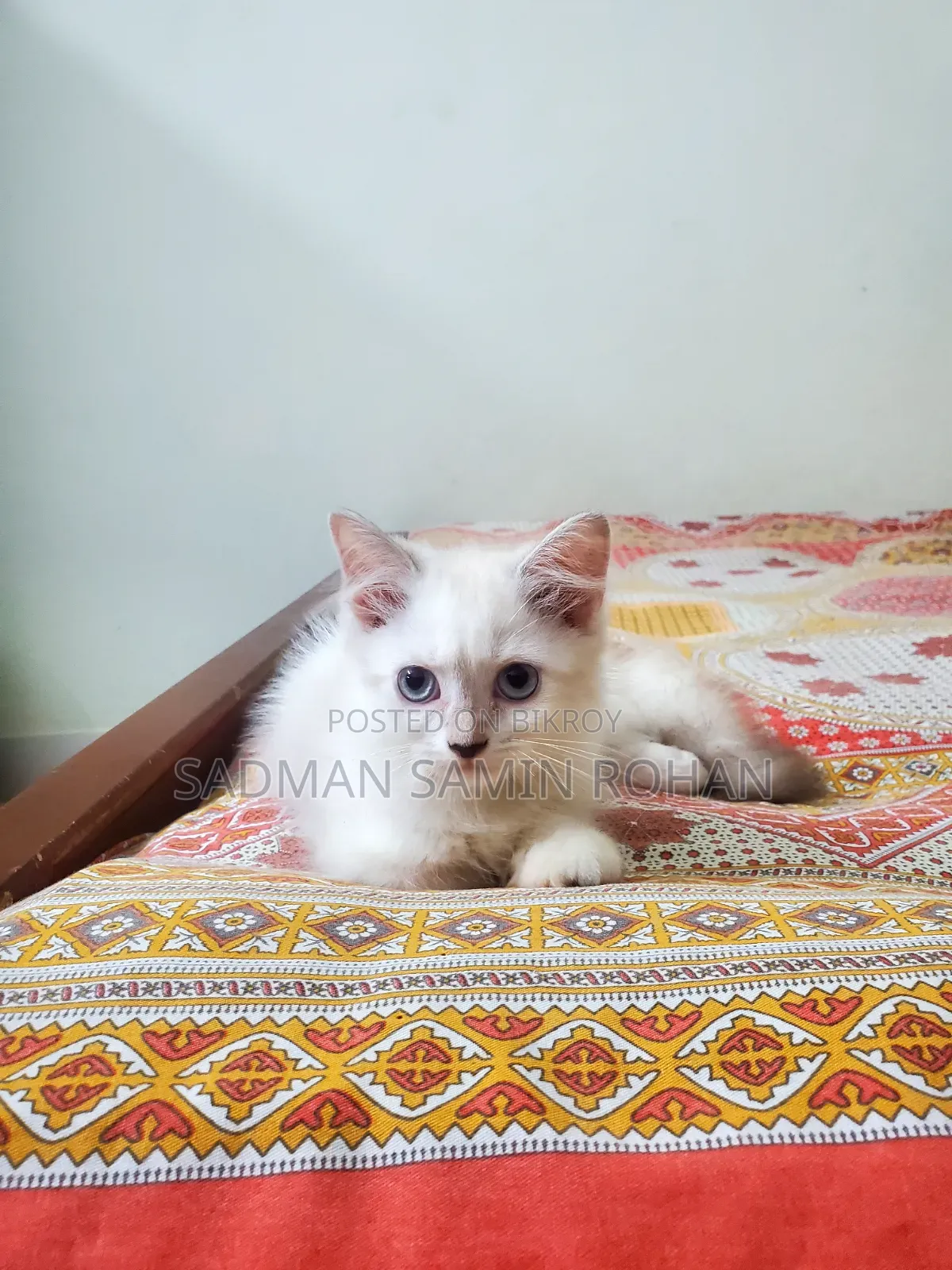 ১-৩ মাস বয়সী ফিমেল পিওরব্রেড পার্সিয়ান