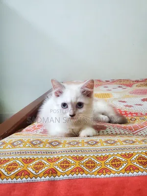 1-3 Months Female Purebred Persian