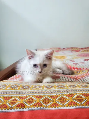 ১-৩ মাস বয়সী ফিমেল পিওরব্রেড পার্সিয়ান