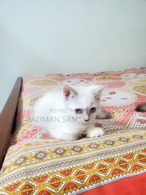 ১-৩ মাস বয়সী ফিমেল পিওরব্রেড পার্সিয়ান